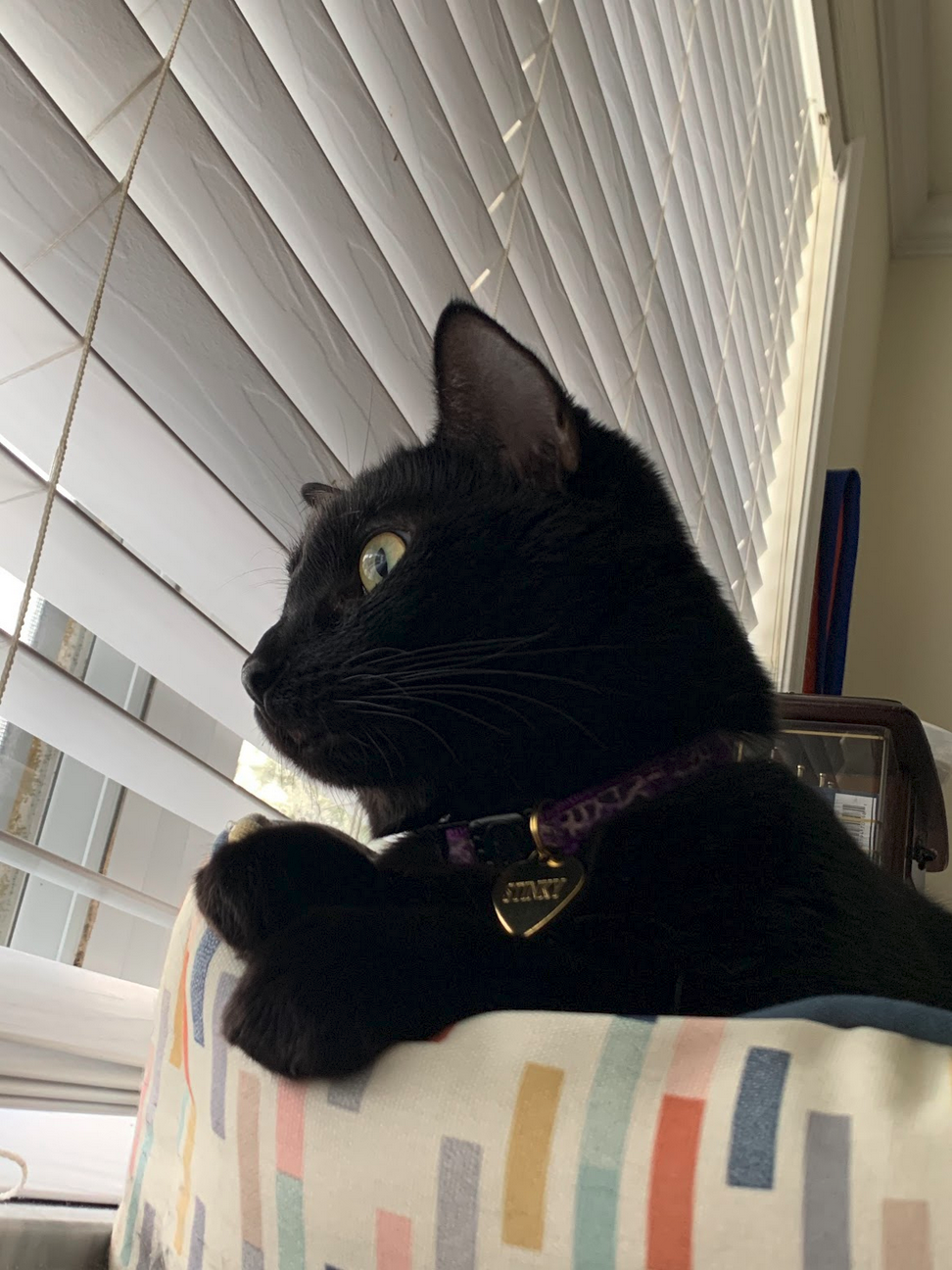 Stinky looking out a different window